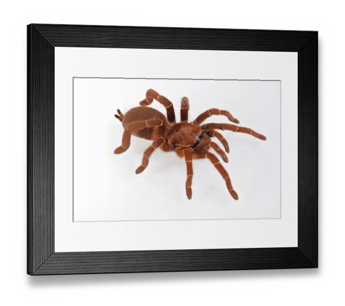 Framed Print : King Baboon Spider (Citharischius crawshayi) adult