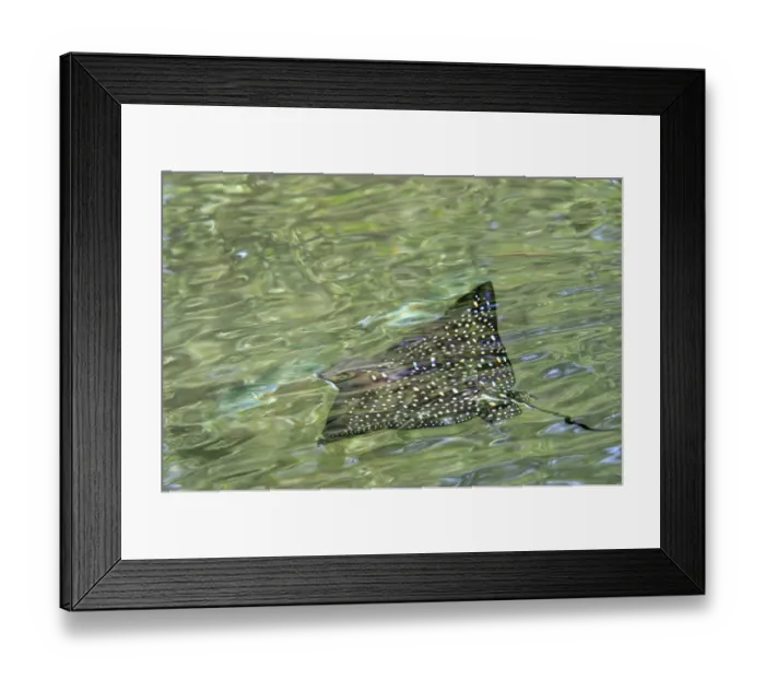 Framed Print : Spotted Eagle Ray (Aetobatus narinari) adult, swimming just below surface of water, Galapagos Islands Framed Print : Spotted Eagle Ray (Aetobatus narinari) adult, swimming just below surface of water, Galapagos Islands