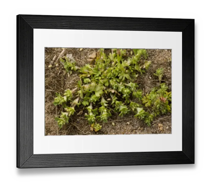 Framed Print : Parsley-piert (Aphanes arvensis) flowering, growing on sandy soil, Breckland, Norfolk, England, may Framed Print : Parsley-piert (Aphanes arvensis) flowering, growing on sandy soil, Breckland, Norfolk, England, may