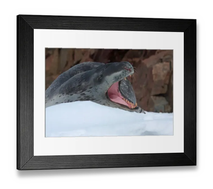 Framed Print : Leopard Seal (Hydrurga leptonyx) adult, yawning, injured with wound probably caused by another Leopard Seal, Antarctic Peninsula, Antarctica, december Framed Print : Leopard Seal (Hydrurga leptonyx) adult, yawning, injured with wound probably caused by another Leopard Seal, Antarctic Peninsula, Antarctica, december