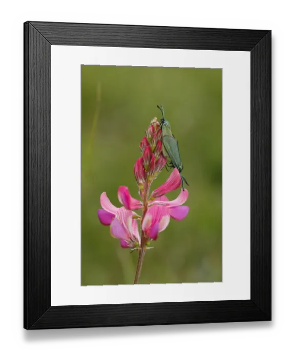 Framed Print : Cistus Forester (Adscita geryon) adult pair, mating, on Sainfoin (Onobrychis viciifolia) flowerspike, Pewsey Downs, Wiltshire, England, june Framed Print : Cistus Forester (Adscita geryon) adult pair, mating, on Sainfoin (Onobrychis viciifolia) flowerspike, Pewsey Downs, Wiltshire, England, june