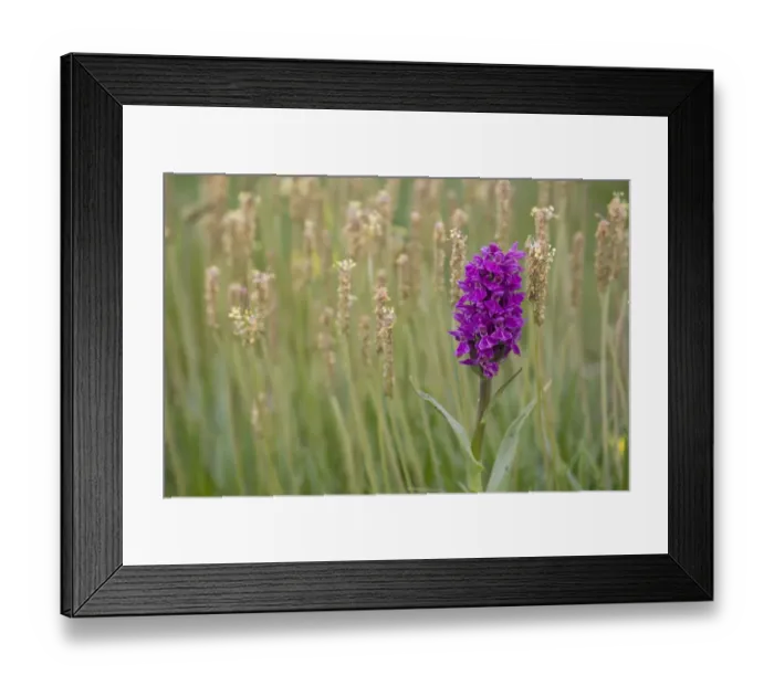 Framed Print : Northern Marsh Orchid (Dactylorhiza majalis purpurella) flowering, growing amongst plantain, Orkney, Scotland, june Framed Print : Northern Marsh Orchid (Dactylorhiza majalis purpurella) flowering, growing amongst plantain, Orkney, Scotland, june