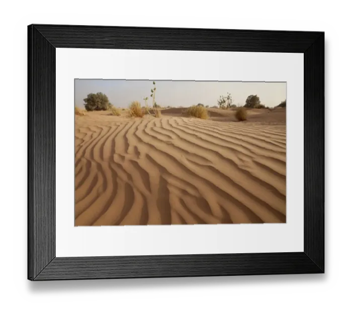 Framed Print : Desert sand dune with sparse vegetation, Sahara, Morocco, may Framed Print : Desert sand dune with sparse vegetation, Sahara, Morocco, may