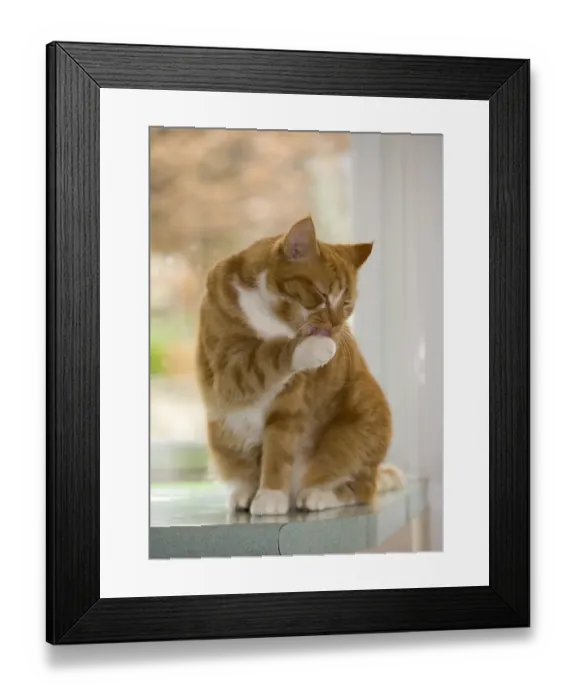Framed Print : Domestic Cat, ginger and white tabby, adult, adult, grooming, sitting on worktop beside window, England Framed Print : Domestic Cat, ginger and white tabby, adult, adult, grooming, sitting on worktop beside window, England