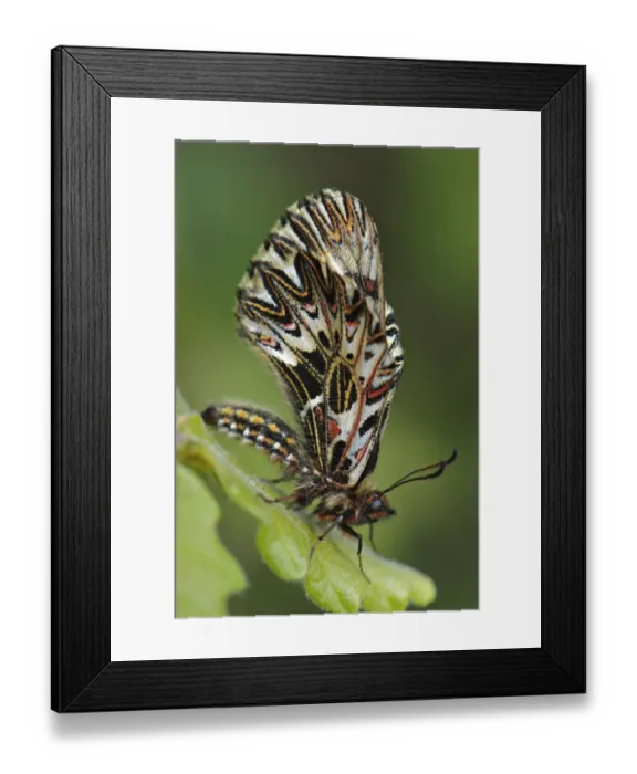 Framed Print : Southern Festoon (Zerynthia polyxena) adult, resting on leaf, Tuscany, Italy, april Framed Print : Southern Festoon (Zerynthia polyxena) adult, resting on leaf, Tuscany, Italy, april