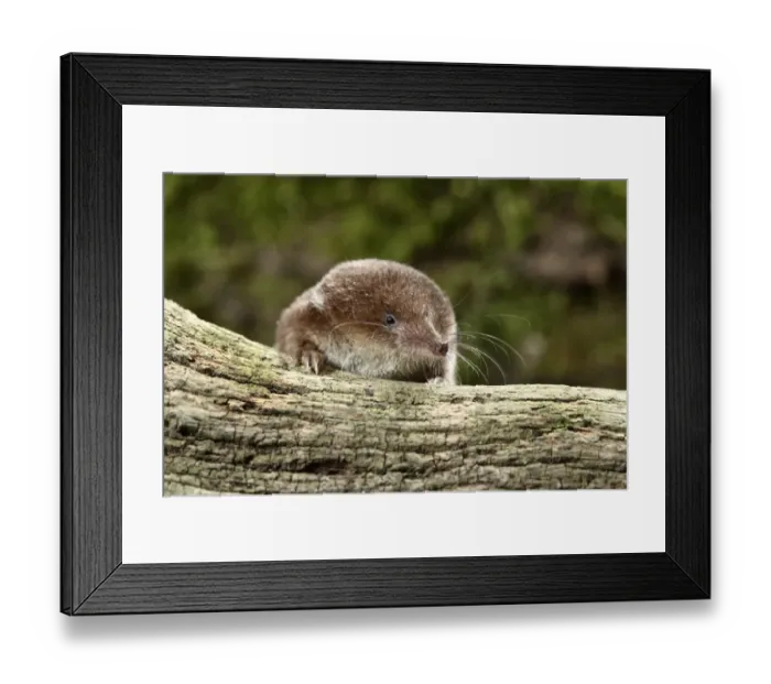 Framed Print : Common Shrew (Sorex araneus) adult, looking over log, Midlands, England, august Framed Print : Common Shrew (Sorex araneus) adult, looking over log, Midlands, England, august