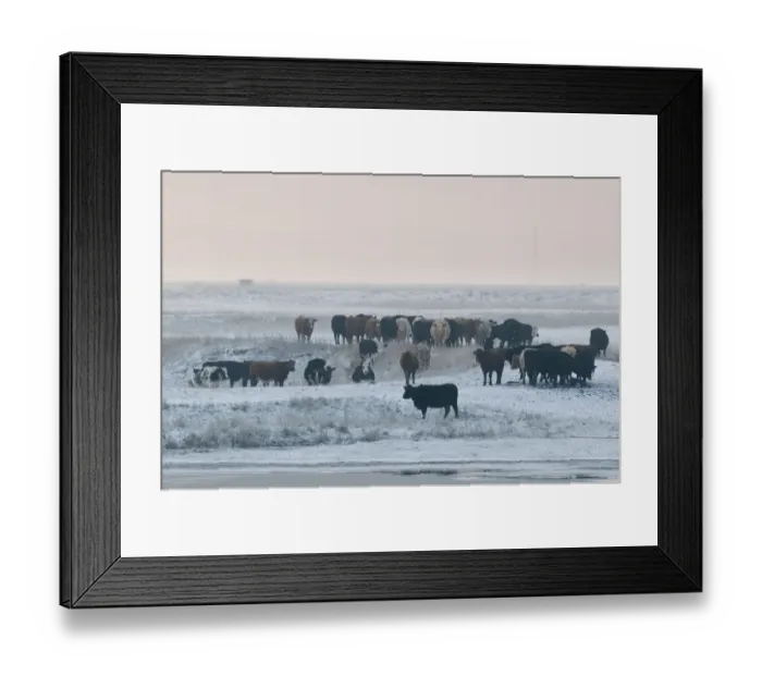 Framed Print : Domestic Cattle, herd standing on snow covered grazing marsh, Isle of Sheppey, Kent, England, january Framed Print : Domestic Cattle, herd standing on snow covered grazing marsh, Isle of Sheppey, Kent, England, january
