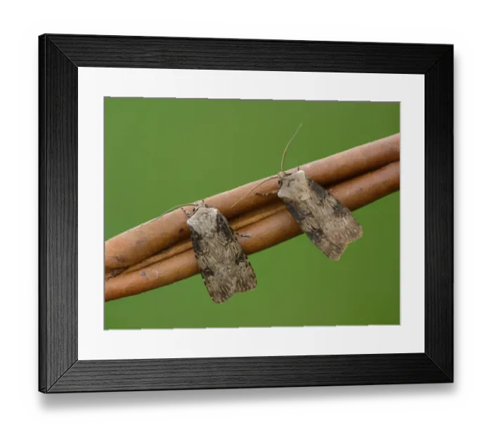 Framed Print : Shuttle-shaped Dart (Agrotis puta puta) two adults, resting on dry leaf, Leicestershire, England, april Framed Print : Shuttle-shaped Dart (Agrotis puta puta) two adults, resting on dry leaf, Leicestershire, England, april