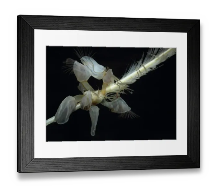 Framed Print : Buoy Barnacle (Dosima fascicularis) adults, attached to feather, Sennon Cove, Cornwall, England, september Framed Print : Buoy Barnacle (Dosima fascicularis) adults, attached to feather, Sennon Cove, Cornwall, England, september