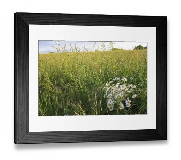 Framed Print : Ox-eye Daisy (Leucanthemum vulgare) flowering, growing amongst long grass in permanent set-a-aside, Bacton, Suffolk, England, may Framed Print : Ox-eye Daisy (Leucanthemum vulgare) flowering, growing amongst long grass in permanent set-a-aside, Bacton, Suffolk, England, may