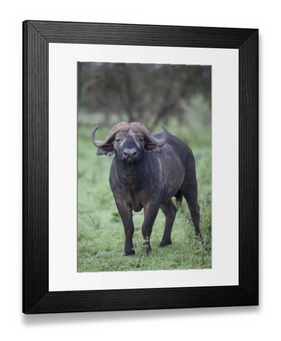 Framed Print : African Buffalo (Syncerus caffer) adult male, standing, Serengeti N. P. Tanzania, november