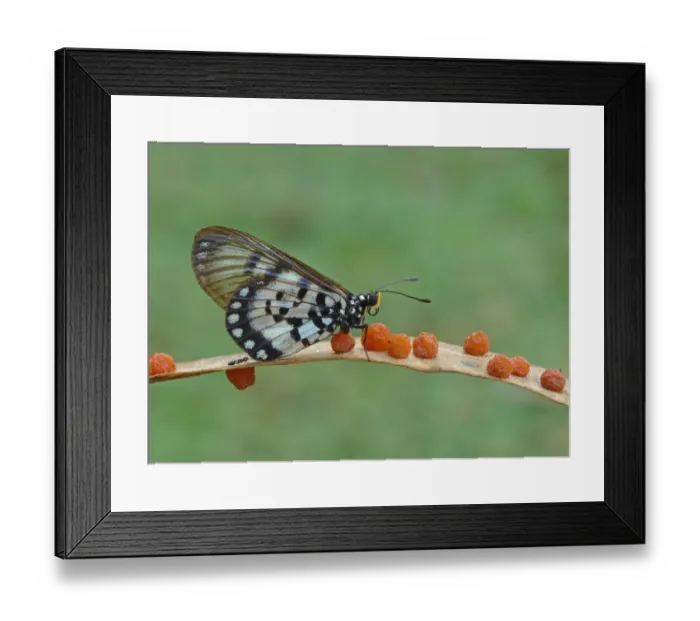 Framed Print : Glasswing (Acraea andromacha) adult, resting on eucalyptus leaf with galls and ant, Kakadu, Northern Territory, Australia, september Framed Print : Glasswing (Acraea andromacha) adult, resting on eucalyptus leaf with galls and ant, Kakadu, Northern Territory, Australia, september