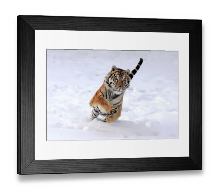 Framed Print : Siberian Tiger (Panthera tigris altaica) immature male, running in snow, winter (captive) Framed Print : Siberian Tiger (Panthera tigris altaica) immature male, running in snow, winter (captive)