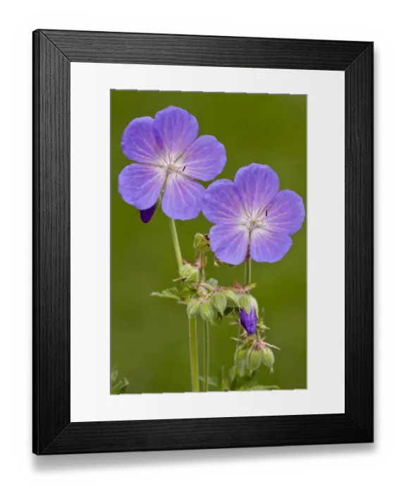 Framed Print : Meadow Cranesbill (Geranium pratense) close-up of flowers, England, august Framed Print : Meadow Cranesbill (Geranium pratense) close-up of flowers, England, august
