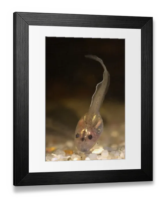 Framed Print : Italian Agile Frog (Rana latastei) leucistic tadpole, underwater, Pavia, Lombardy, Italy, april Framed Print : Italian Agile Frog (Rana latastei) leucistic tadpole, underwater, Pavia, Lombardy, Italy, april