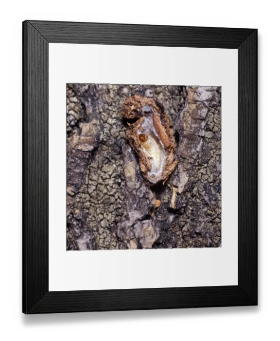 Framed Print : Codlin Moth (Cydia pomonella) Larva hibernating in coccoon Framed Print : Codlin Moth (Cydia pomonella) Larva hibernating in coccoon