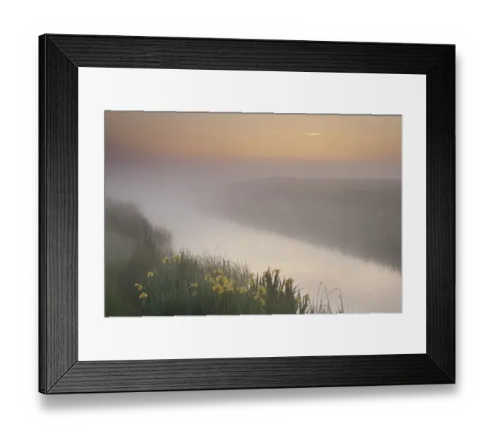 Framed Print : Yellow Iris (Iris pseudacorus) flowering, growing beside dyke in coastal grazing marsh habitat, in mist at sunrise, Elmley Marshes N. N. R. Isle of Sheppey, Kent, England, may Framed Print : Yellow Iris (Iris pseudacorus) flowering, growing beside dyke in coastal grazing marsh habitat, in mist at sunrise, Elmley Marshes N. N. R. Isle of Sheppey, Kent, England, may