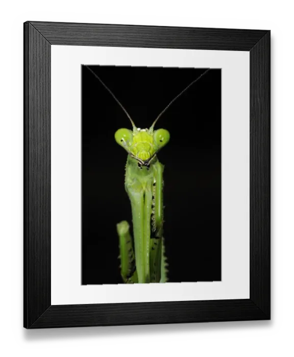 Framed Print : Praying Mantis (Stagmatoptera binotata) adult, close-up of head and forelegs, at night, Iwokrama Rainforest, Guyana Framed Print : Praying Mantis (Stagmatoptera binotata) adult, close-up of head and forelegs, at night, Iwokrama Rainforest, Guyana
