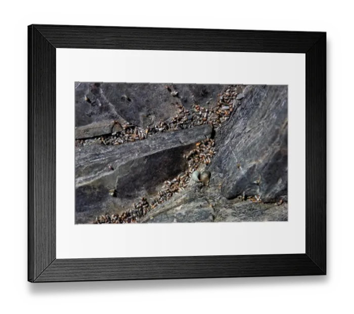 Framed Print : Laver Spireshell (Hydrobia ulvae) In large numbers on cliff face at high water mark / Camel Framed Print : Laver Spireshell (Hydrobia ulvae) In large numbers on cliff face at high water mark / Camel
