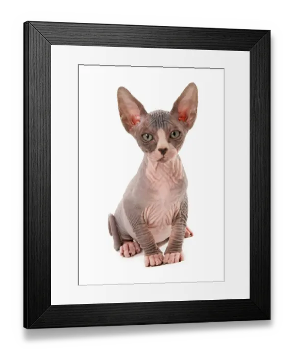 Framed Print : Domestic Cat, Sphynx, kitten, sitting Framed Print : Domestic Cat, Sphynx, kitten, sitting