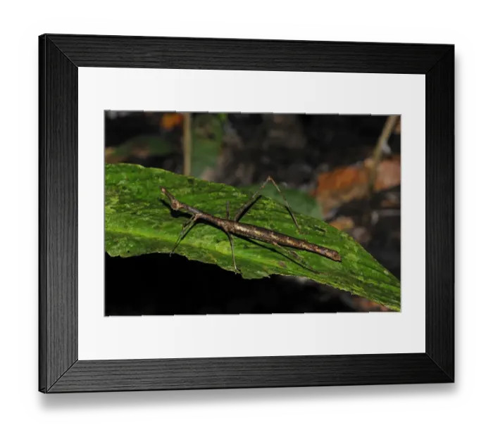 Framed Print : Proscopiid Grasshopper (Apioscelis sp. ) Jumping Stick Insect, adult, resting on leaf, Yasuni N. P. Amazon, Ecuador Framed Print : Proscopiid Grasshopper (Apioscelis sp. ) Jumping Stick Insect, adult, resting on leaf, Yasuni N. P. Amazon, Ecuador