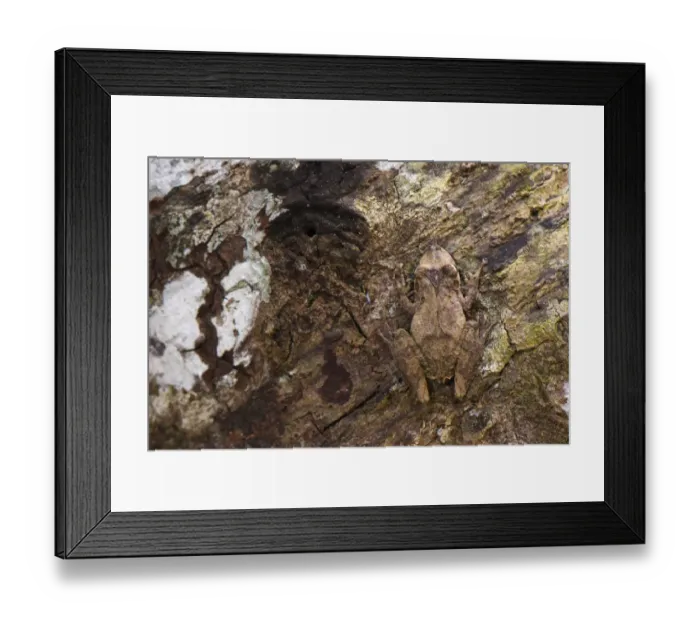 Framed Print : Eirunepe Snouted Treefrog (Scinax garbei) adult, camouflaged on tree trunk, Los Amigos Biolgical Station, Madre de Dios, Amazonia, Peru Framed Print : Eirunepe Snouted Treefrog (Scinax garbei) adult, camouflaged on tree trunk, Los Amigos Biolgical Station, Madre de Dios, Amazonia, Peru