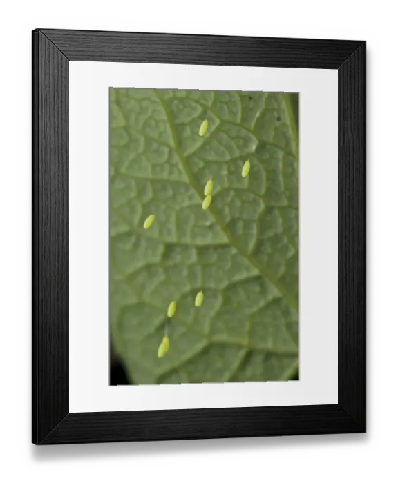 Framed Print : Green Lacewing (Chrysopa sp. ) stalked eggs, deposited on leaf, Italy, may Framed Print : Green Lacewing (Chrysopa sp. ) stalked eggs, deposited on leaf, Italy, may