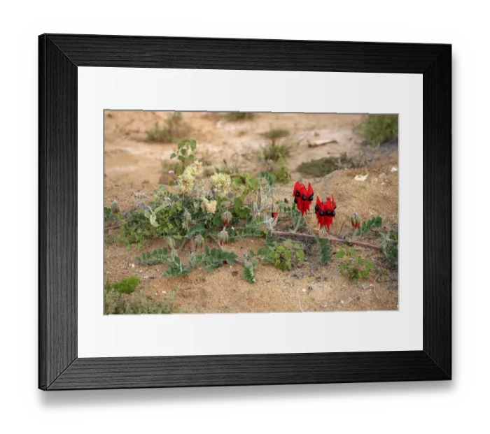 Framed Print : Sturt's Desert Pea (Swainsona formosus) flowering, Sturt N. P. New South Wales, Australia Framed Print : Sturt's Desert Pea (Swainsona formosus) flowering, Sturt N. P. New South Wales, Australia