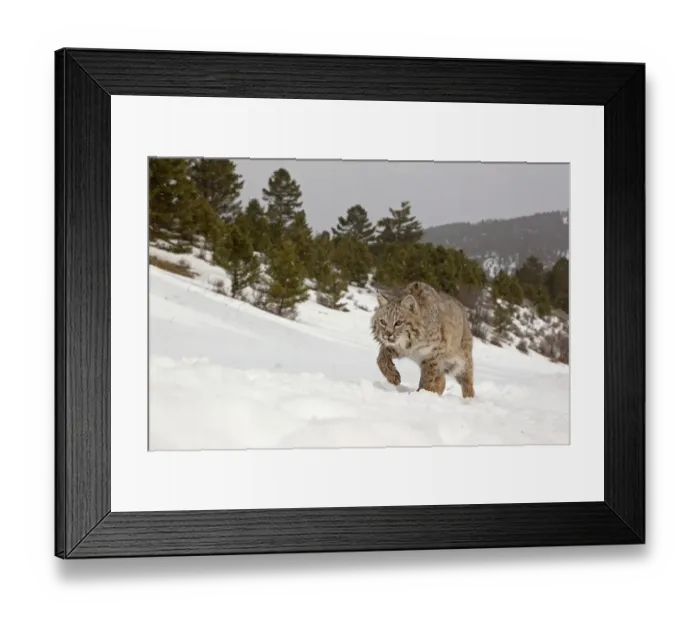 Framed Print : Bobcat (Lynx rufus) adult, walking in snow during snowfall, Montana, U. S. A. january (captive) Framed Print : Bobcat (Lynx rufus) adult, walking in snow during snowfall, Montana, U. S. A. january (captive)