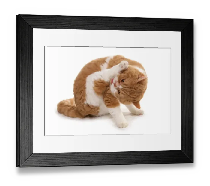 Framed Print : Domestic Cat, Red and White Shorthair Selkirk Rex, adult, grooming Framed Print : Domestic Cat, Red and White Shorthair Selkirk Rex, adult, grooming