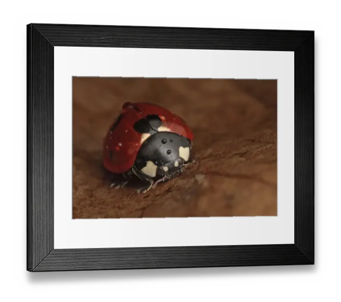 Framed Print : Seven-spot Ladybird (Coccinella septempunctata) adult, covered with water droplets, resting on fallen leaf, Leicestershire, England, february Framed Print : Seven-spot Ladybird (Coccinella septempunctata) adult, covered with water droplets, resting on fallen leaf, Leicestershire, England, february
