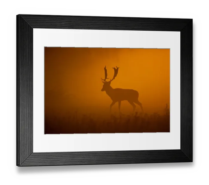 Framed Print : Fallow Deer (Dama dama) buck, walking, silhouetted at dawn, Norfolk, England, october