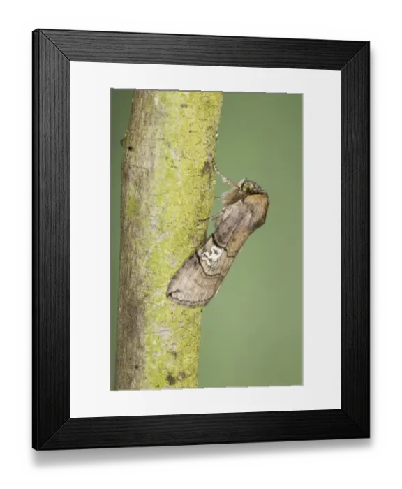 Framed Print : Figure of Eighty (Tethea ocularis) adult, resting on twig, Essex, England, july Framed Print : Figure of Eighty (Tethea ocularis) adult, resting on twig, Essex, England, july
