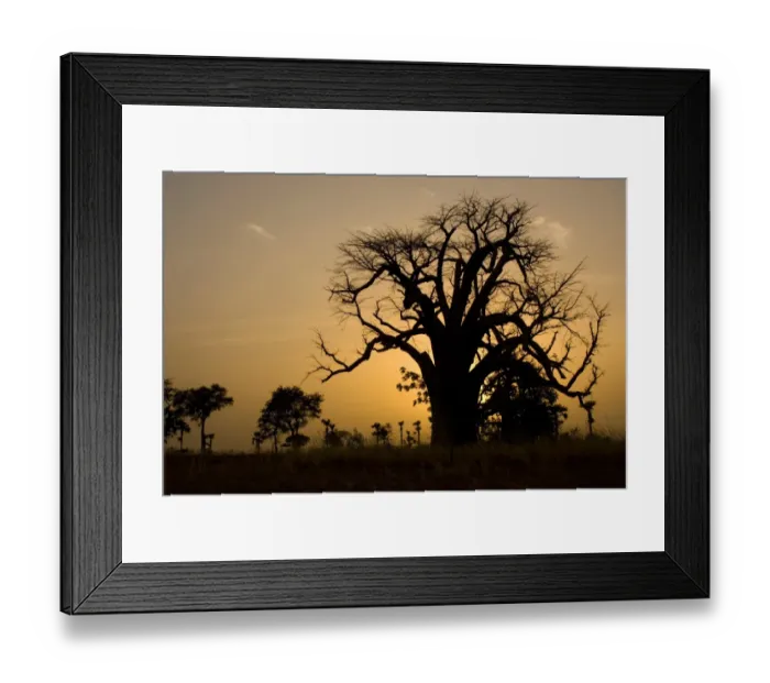 Framed Print : Baobab tree silhouetted at sunset, near Banfora, Comoe Province, Burkina Faso