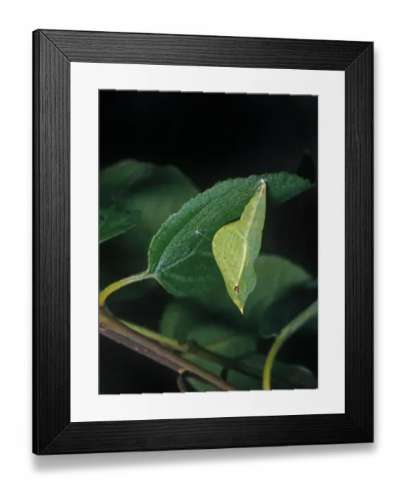 Framed Print : Brimstone Butterfly (Gonepteryx rhamni) pupa Framed Print : Brimstone Butterfly (Gonepteryx rhamni) pupa