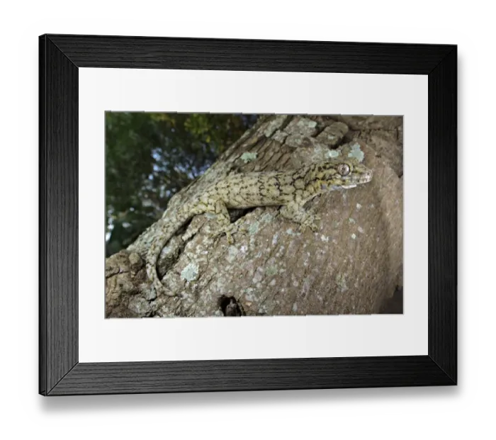 Framed Print : Wahlberg's Velvet Gecko (Homopholis wahlbergii) adult, climbing on tree trunk, South Africa Framed Print : Wahlberg's Velvet Gecko (Homopholis wahlbergii) adult, climbing on tree trunk, South Africa