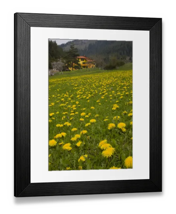 Framed Print : Common Dandelion (Taraxacum officinale) flowering mass, growing pasture habitat, with house in background, Bulgaria, may Framed Print : Common Dandelion (Taraxacum officinale) flowering mass, growing pasture habitat, with house in background, Bulgaria, may
