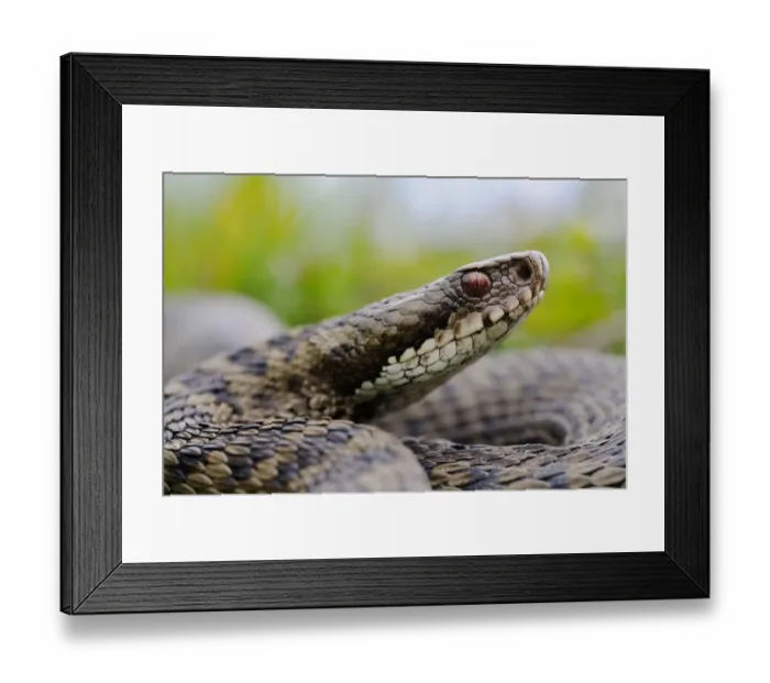Framed Print : European Adder (Vipera berus) adult, close-up of head, Italian Alps, Italy, may Framed Print : European Adder (Vipera berus) adult, close-up of head, Italian Alps, Italy, may
