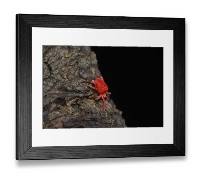 Framed Print : Red Velvet Mite (Eutrombidium rostratus) adult, walking on bark, Oxfordshire, England, march Framed Print : Red Velvet Mite (Eutrombidium rostratus) adult, walking on bark, Oxfordshire, England, march