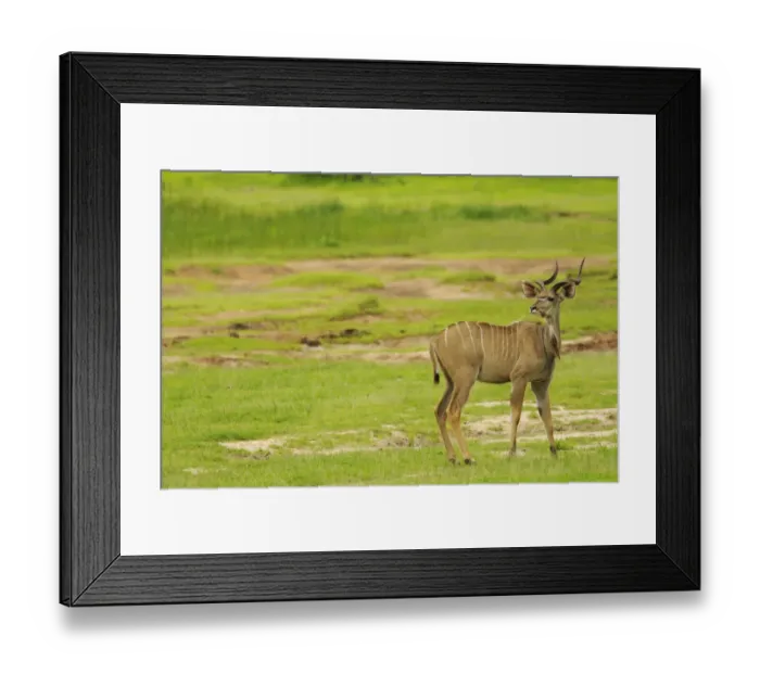 Framed Print : Greater Kudu (Tragelaphus strepsiceros) adult male, standing in habitat, Ruaha N. P. Tanzania Framed Print : Greater Kudu (Tragelaphus strepsiceros) adult male, standing in habitat, Ruaha N. P. Tanzania