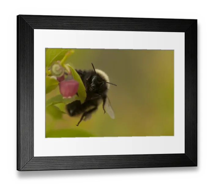 Framed Print : Bilberry Bumblebee (Bombus monticola) adult female, on flowering bilberry, Peak District, Derbyshire, England, april Framed Print : Bilberry Bumblebee (Bombus monticola) adult female, on flowering bilberry, Peak District, Derbyshire, England, april