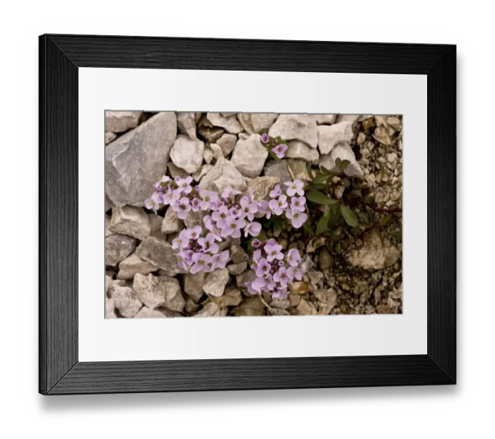 Framed Print : Round-leaved Penny-cress (Thlaspi rotundifolium ssp. rotundifolium) flowering, growing on limestone scree, Slovenia, june Framed Print : Round-leaved Penny-cress (Thlaspi rotundifolium ssp. rotundifolium) flowering, growing on limestone scree, Slovenia, june