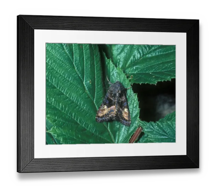 Framed Print : Small Angle Shades (Euplexia lucipara) adult Framed Print : Small Angle Shades (Euplexia lucipara) adult