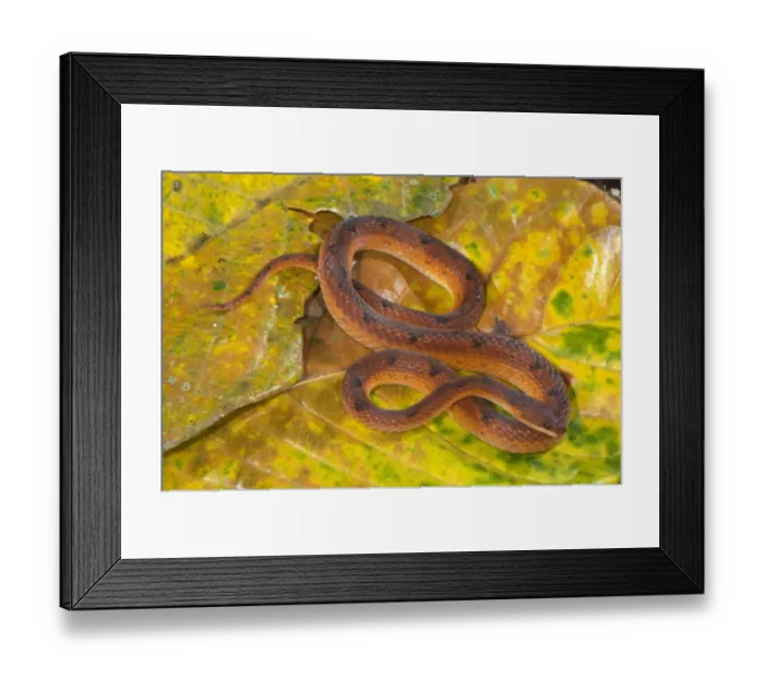 Framed Print : Scaled Ground Snake (Xenopholis scalaris) adult, coiled on leaf litter, Los Amigos Biological Station, Madre de Dios, Amazonia, Peru Framed Print : Scaled Ground Snake (Xenopholis scalaris) adult, coiled on leaf litter, Los Amigos Biological Station, Madre de Dios, Amazonia, Peru