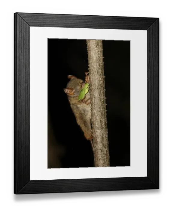 Framed Print : Spectral Tarsier (Tarsius tarsier) adult, feeding on katydid at night, Tangkoko Reserve, Sulawesi, Indonesia Framed Print : Spectral Tarsier (Tarsius tarsier) adult, feeding on katydid at night, Tangkoko Reserve, Sulawesi, Indonesia