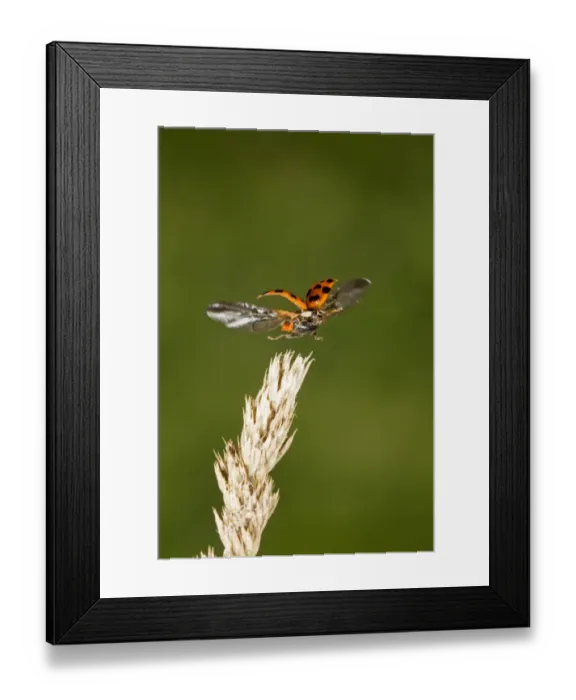 Framed Print : Ladybird (Coccinellidae sp. ) adult, in flight, taking off from plant, Suffolk, England, november Framed Print : Ladybird (Coccinellidae sp. ) adult, in flight, taking off from plant, Suffolk, England, november