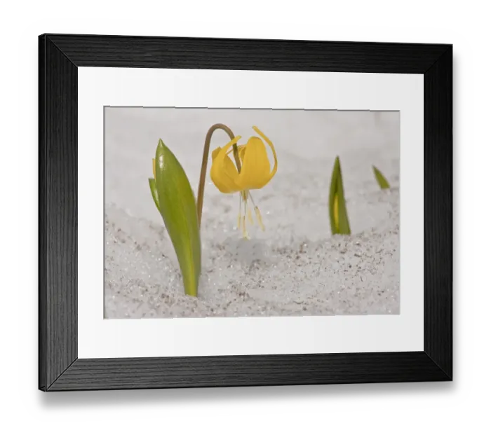 Framed Print : Glacier Lily (Erythronium grandiflorum) flowering, emerging through snow, Mount Rainier, Washington, U. S. A. july Framed Print : Glacier Lily (Erythronium grandiflorum) flowering, emerging through snow, Mount Rainier, Washington, U. S. A. july