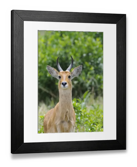 Framed Print : Bohor Reedbuck (Redunca redunca) adult male, alert, close-up of head and neck, Masai Mara, Kenya Framed Print : Bohor Reedbuck (Redunca redunca) adult male, alert, close-up of head and neck, Masai Mara, Kenya