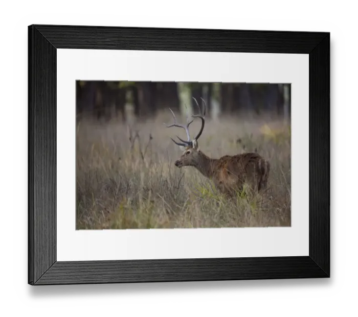 Framed Print : Swamp Deer (Rucervus duvaucelii branderi) hard-ground form, adult male, feeding in tall grass, Kanha N. P. Madhya Pradesh, India Framed Print : Swamp Deer (Rucervus duvaucelii branderi) hard-ground form, adult male, feeding in tall grass, Kanha N. P. Madhya Pradesh, India