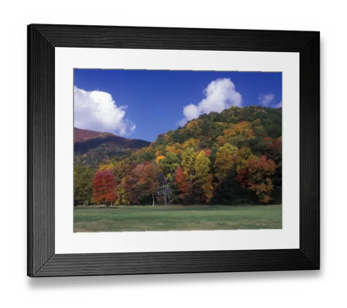 Framed Print : Autumn Fall / Autumn colour at Cades Cove, Gt. Smoky Mts. NP. Red & White Oak, Sugar Maple Framed Print : Autumn Fall / Autumn colour at Cades Cove, Gt. Smoky Mts. NP. Red & White Oak, Sugar Maple